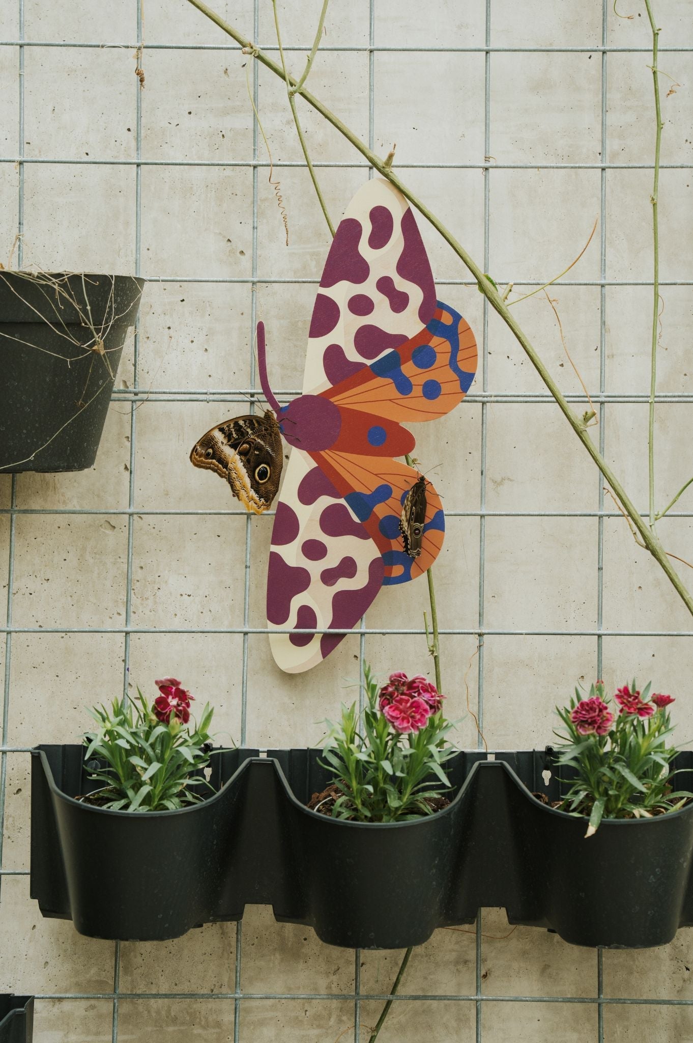 Motyle i Ćmy