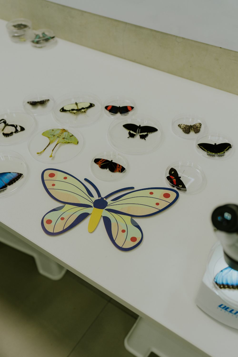 Birdwings