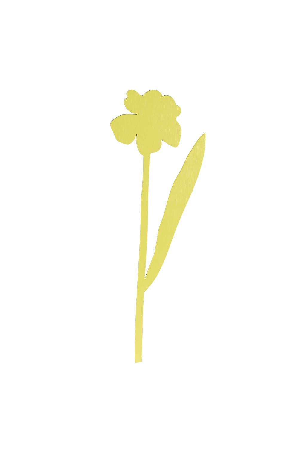 Daffodil