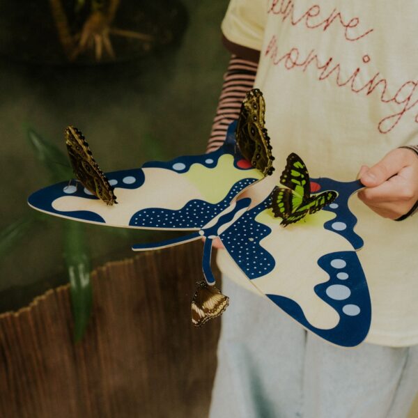 Swallowtail Butterfly